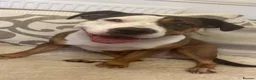 Mixed Breed dogs for sale: Looking to rehome  - Advert 3