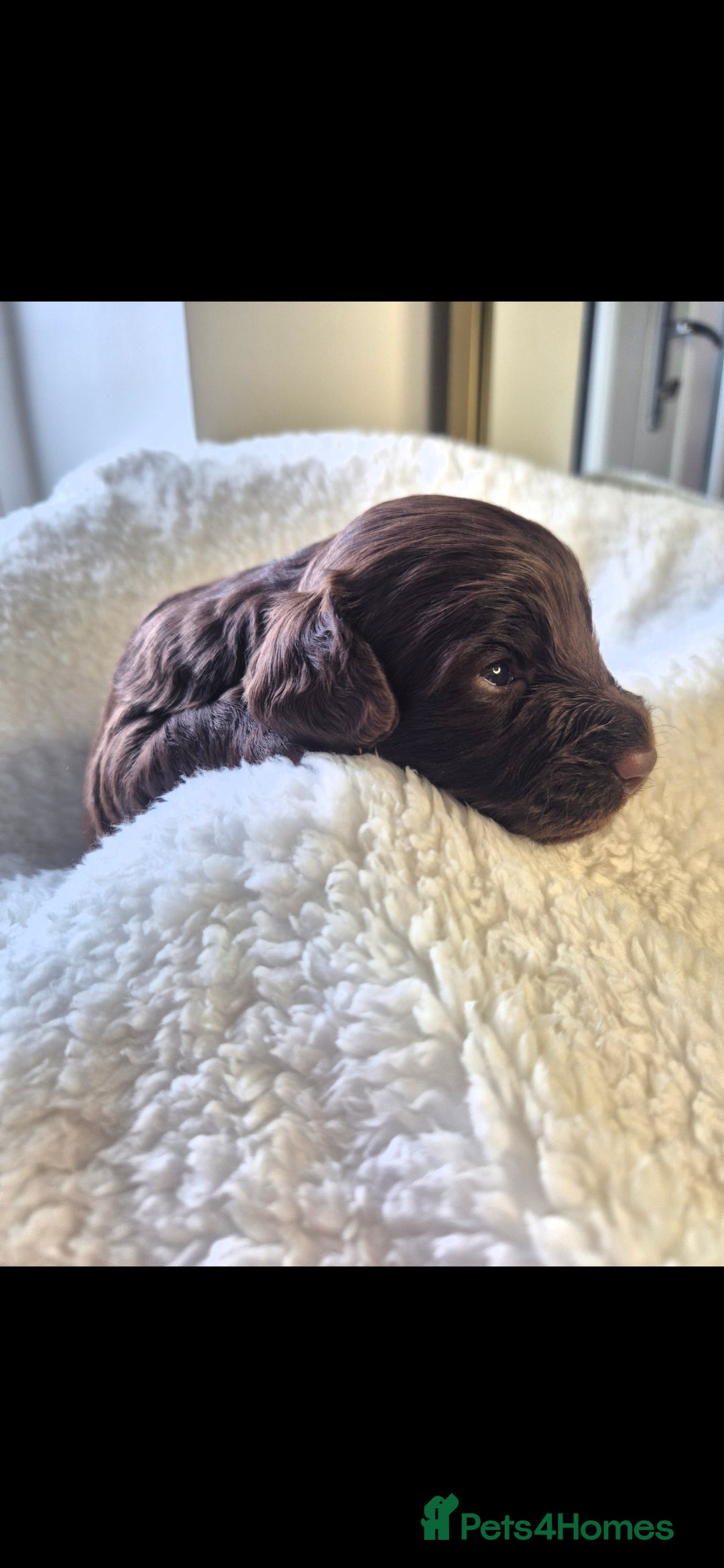 Cavapoo dogs Cavapoo puppys - Advert 8