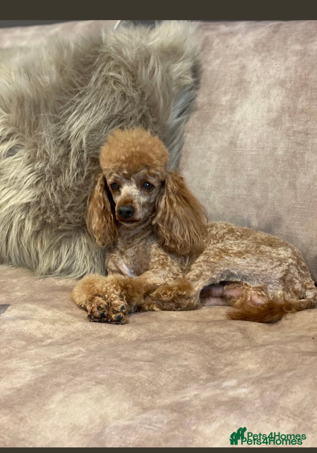 Toy Poodle dogs for sale: Toy poodle puppies  - Advert 11