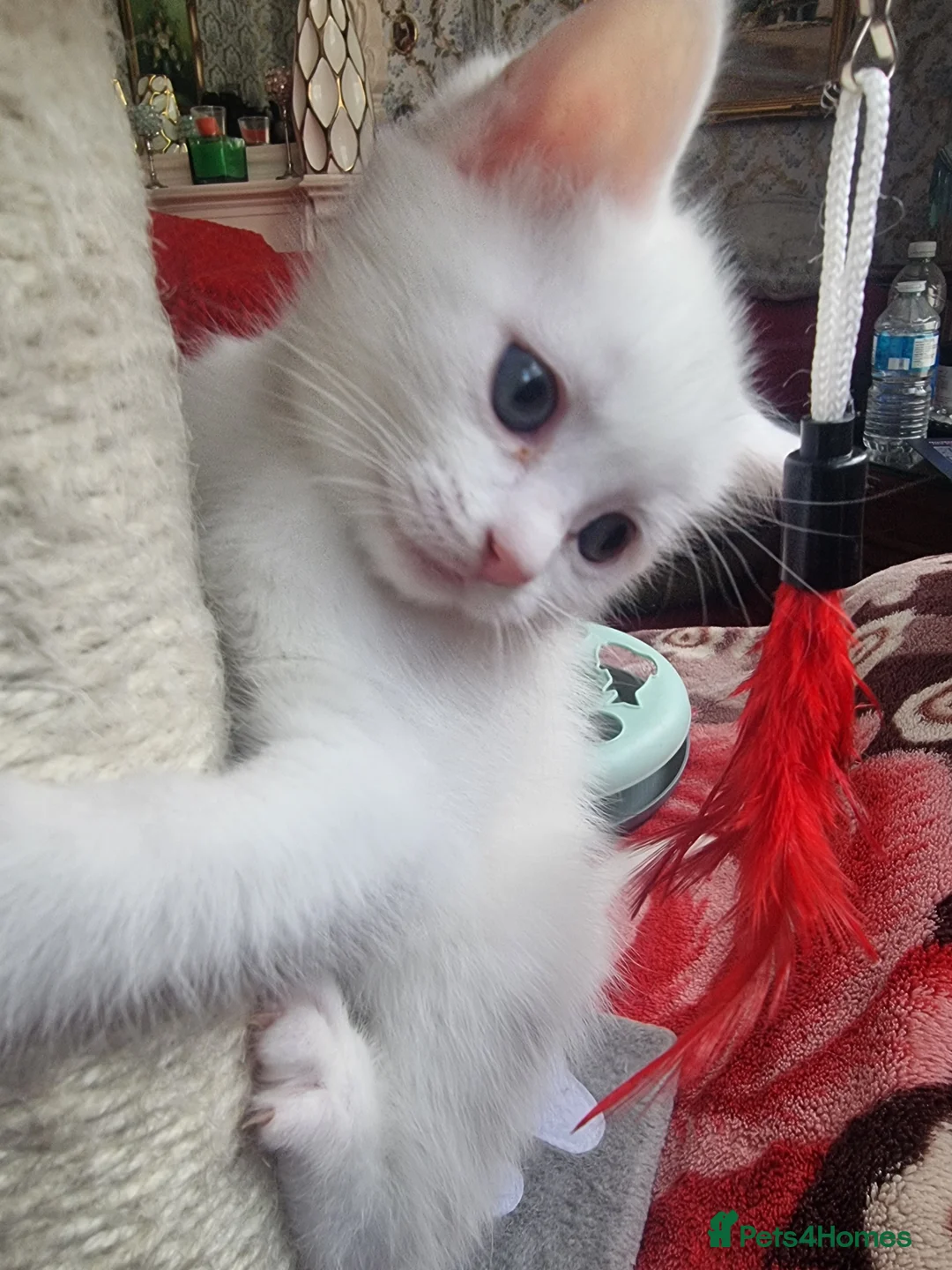 Mixed Breed cats for sale: Kittens - Advert 1