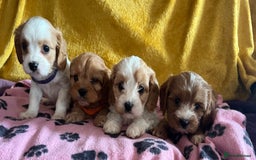 Cavapoo dogs for sale: Cavapoo x cavalier King Charles puppies  - Image 8