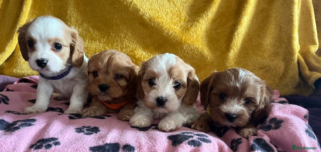 Cavapoo dogs for sale: Cavapoo x cavalier King Charles puppies  - Image 8