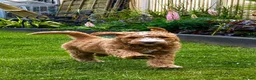Australian Labradoodle dogs for sale: ⭐ 1 Pup Left Australian Labradoodle – Ready Now ⭐ - Advert 9