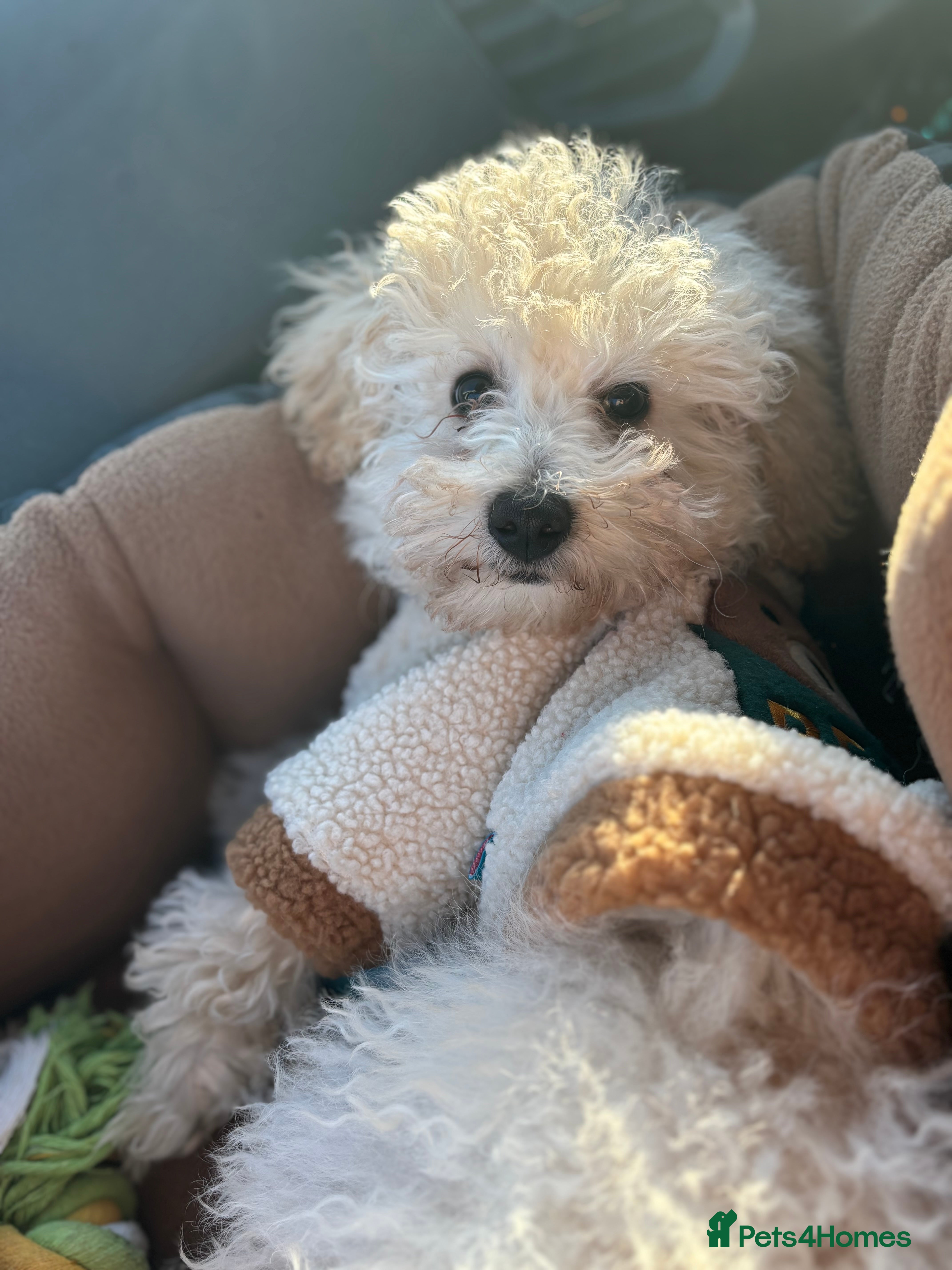 Toy Poodle dogs Toy poodle  - Advert 5