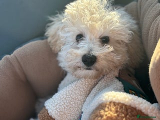 Toy Poodle dogs Toy poodle - Advert 11