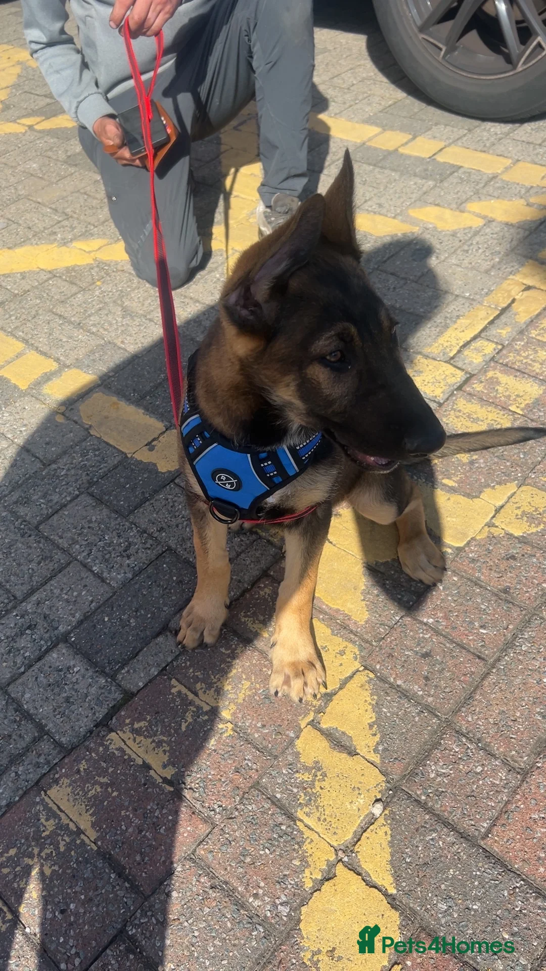 Mixed Breed dogs for sale: Tyson (mixed breed) - Advert 4