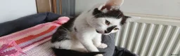 Mixed Breed cats for sale: 6 kitties looking for new forever homes - Advert 15