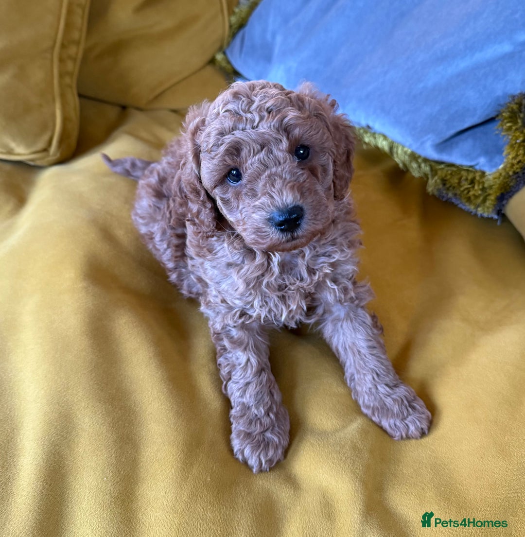 Maltipoo dogs for sale: stunning maltipoo pups  - Advert 1