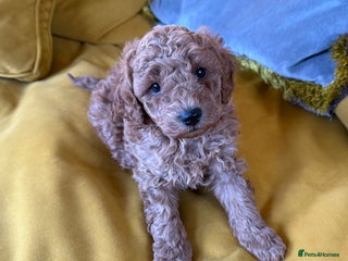 Maltipoo dogs stunning maltipoo pups - Advert 1