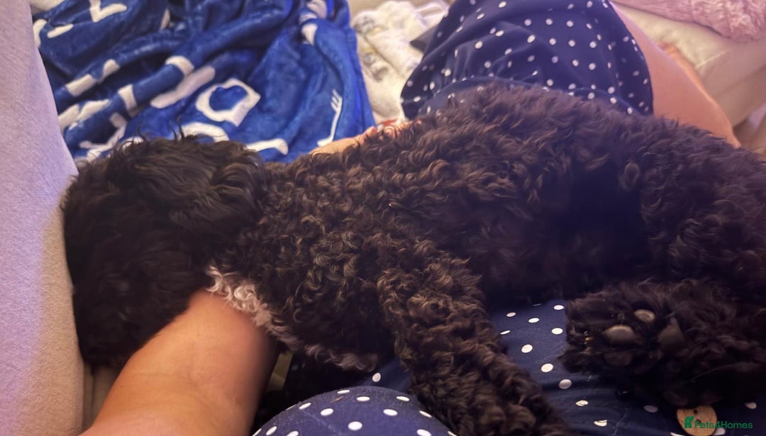 Cavapoo dogs for sale: Beautiful sweet natured Cavapoo pup 💗 in Redditch - Image 9