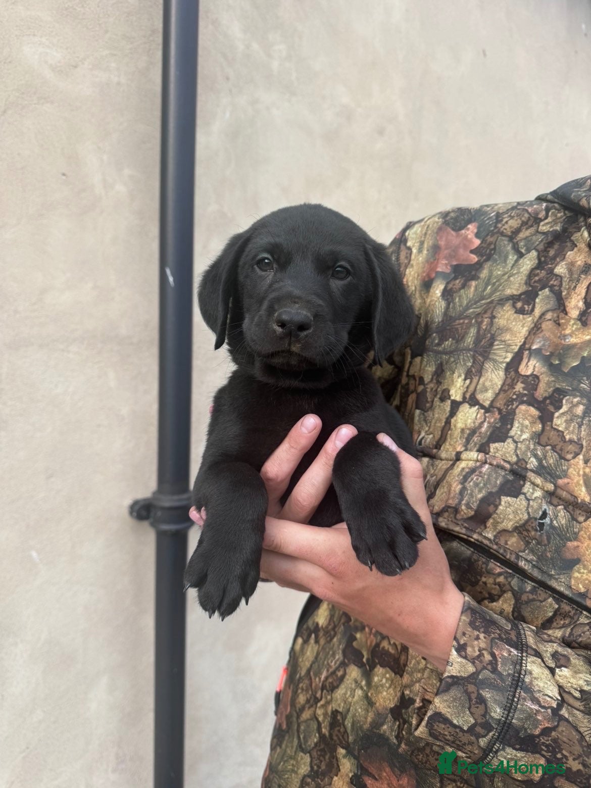 Labrador Retriever dogs KC Labrador dog pup for sale - Advert 1
