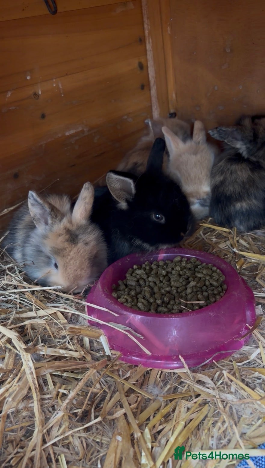 Mixed Breed rabbits Baby lionhead x harlequin lop bunny - Advert 24