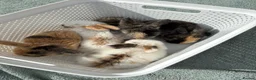 Dwarf Lop rabbits for sale: Bunnies looking for forever homes x - Advert 6