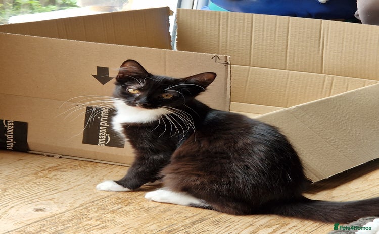 Mixed Breed cats - Advert 15