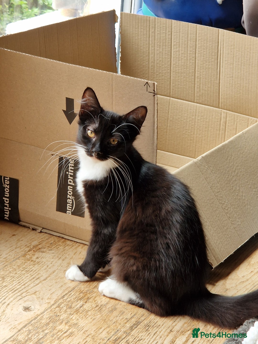 Mixed Breed cats for sale: Beautiful black and white girl for sale - Image 1