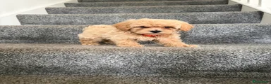 Maltipoo Puppy 6