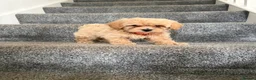 Maltipoo dogs for sale: Toy Maltipoo  in Llantwit Major - Advert 6