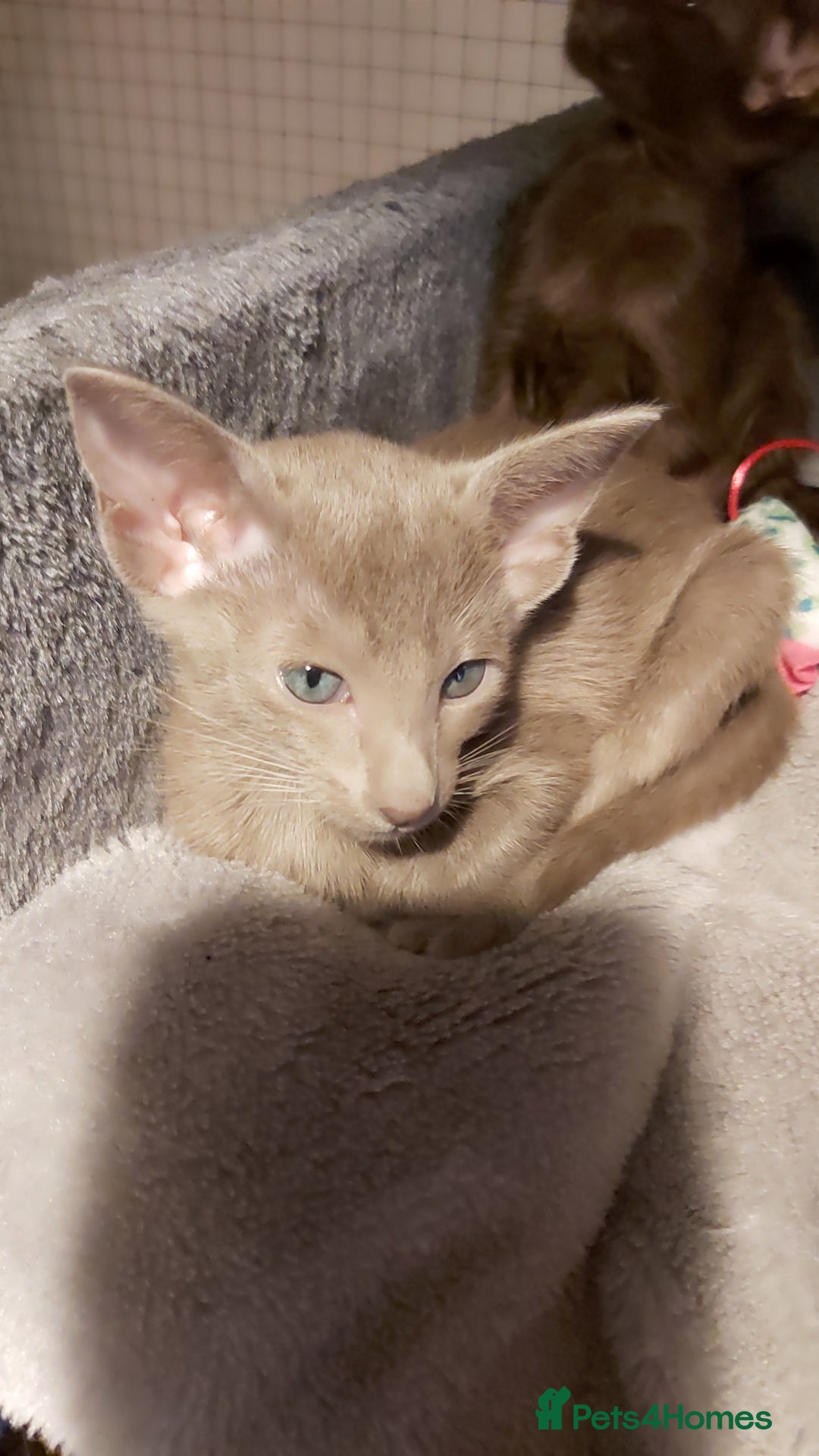Oriental cats for sale: Full Pedigree Oriental 1 Kitten XL size ears GCCF - Advert 24