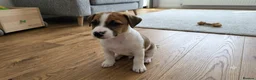 Jack Russell dogs for sale: Jack Russel puppies  - Advert 16