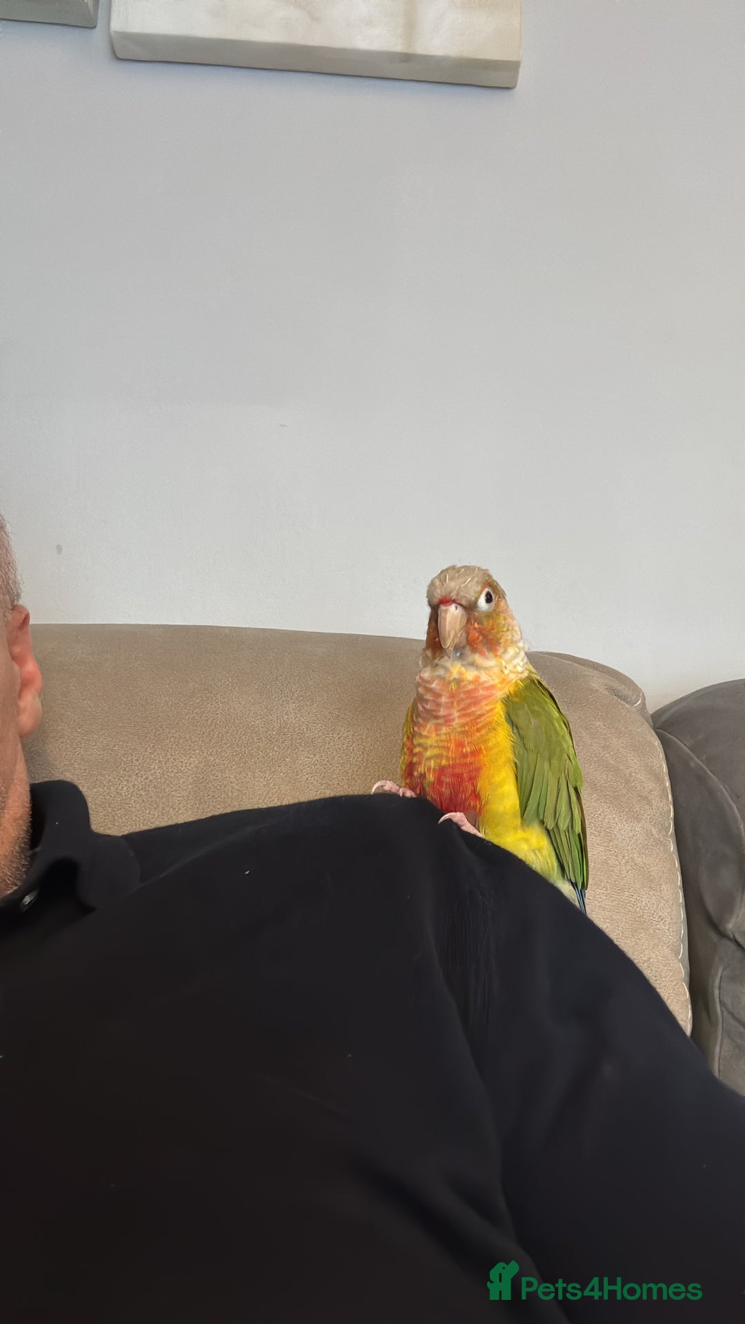 Conures birds for sale: Pineapple Conure - Advert 2