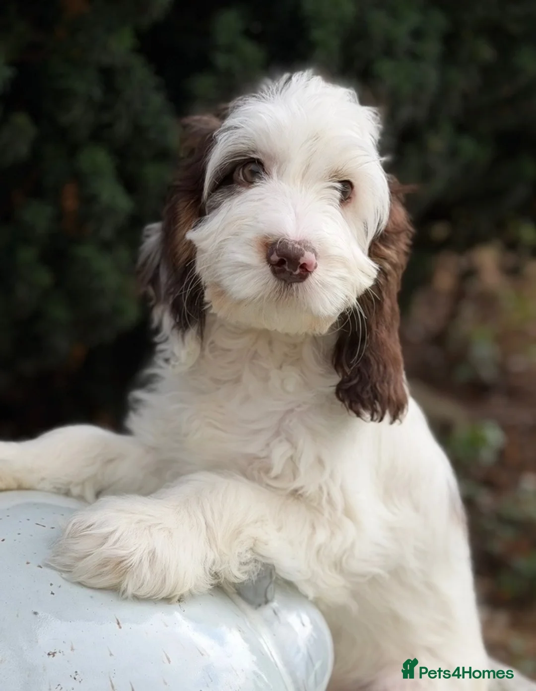 Cockapoo dogs for sale: Is this your new family member  - Advert 14
