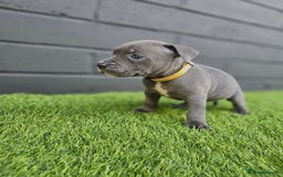 Staffordshire Bull Terrier dogs for sale: Blue Staffordshire Bull Terrier Champion Pups - Image 5