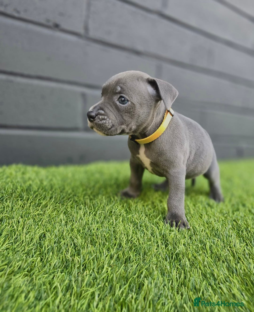 Staffordshire Bull Terrier dogs for sale: Blue Staffordshire Bull Terrier Champion Pups - Image 5