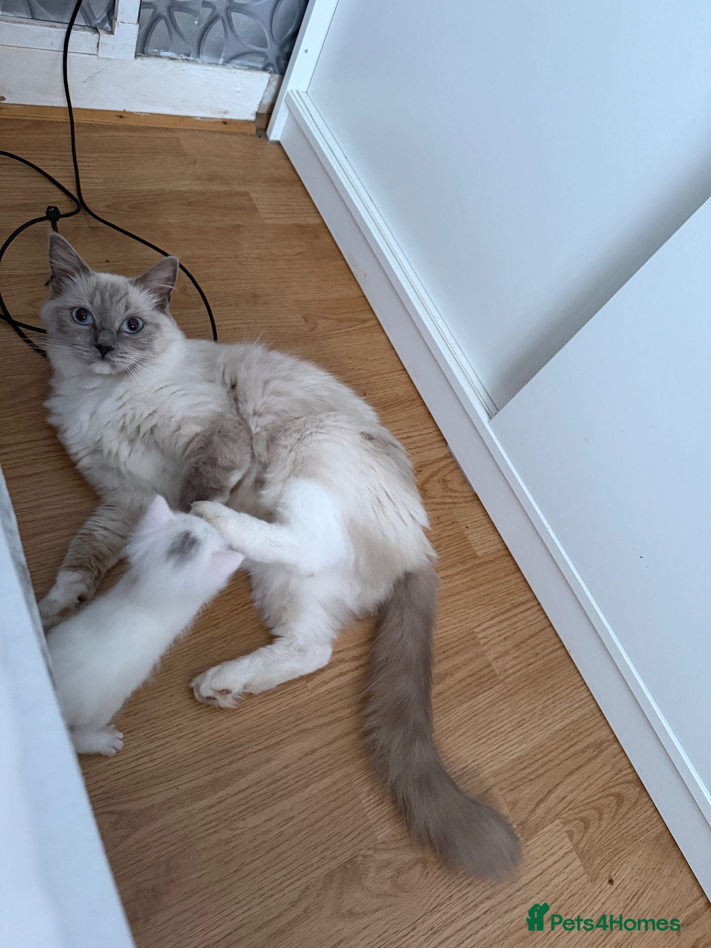 Ragdoll cats One male ragdoll for sale  - Advert 1