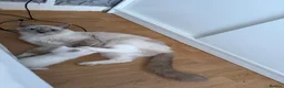 Ragdoll cats for sale: One male ragdoll for sale  - Advert 1