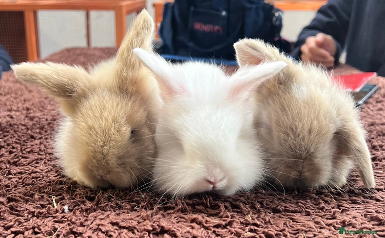 Angora rabbits in Winsford - Advert 6