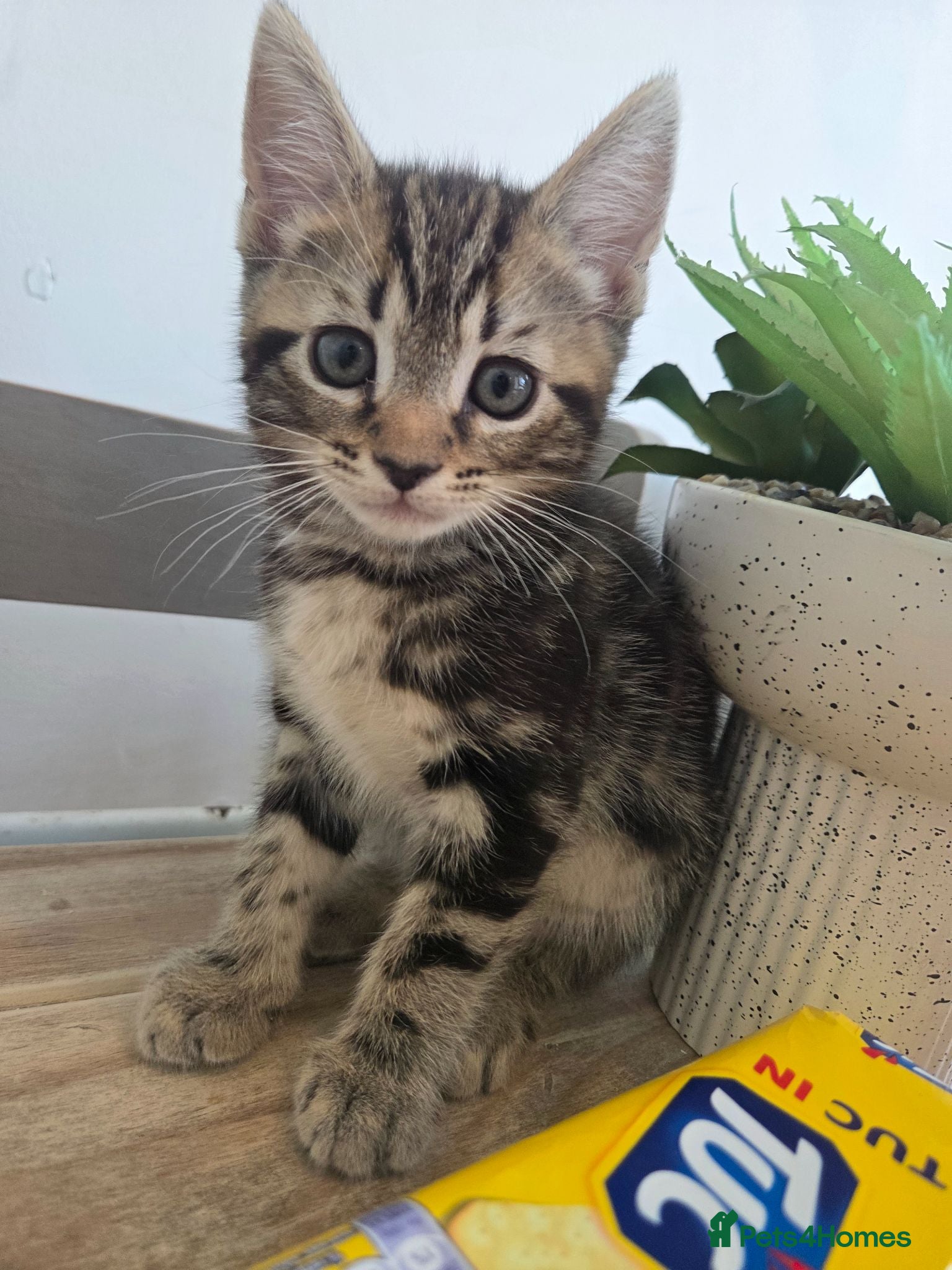 Mixed Breed cats Kittens for sale blackpool  - Advert 13