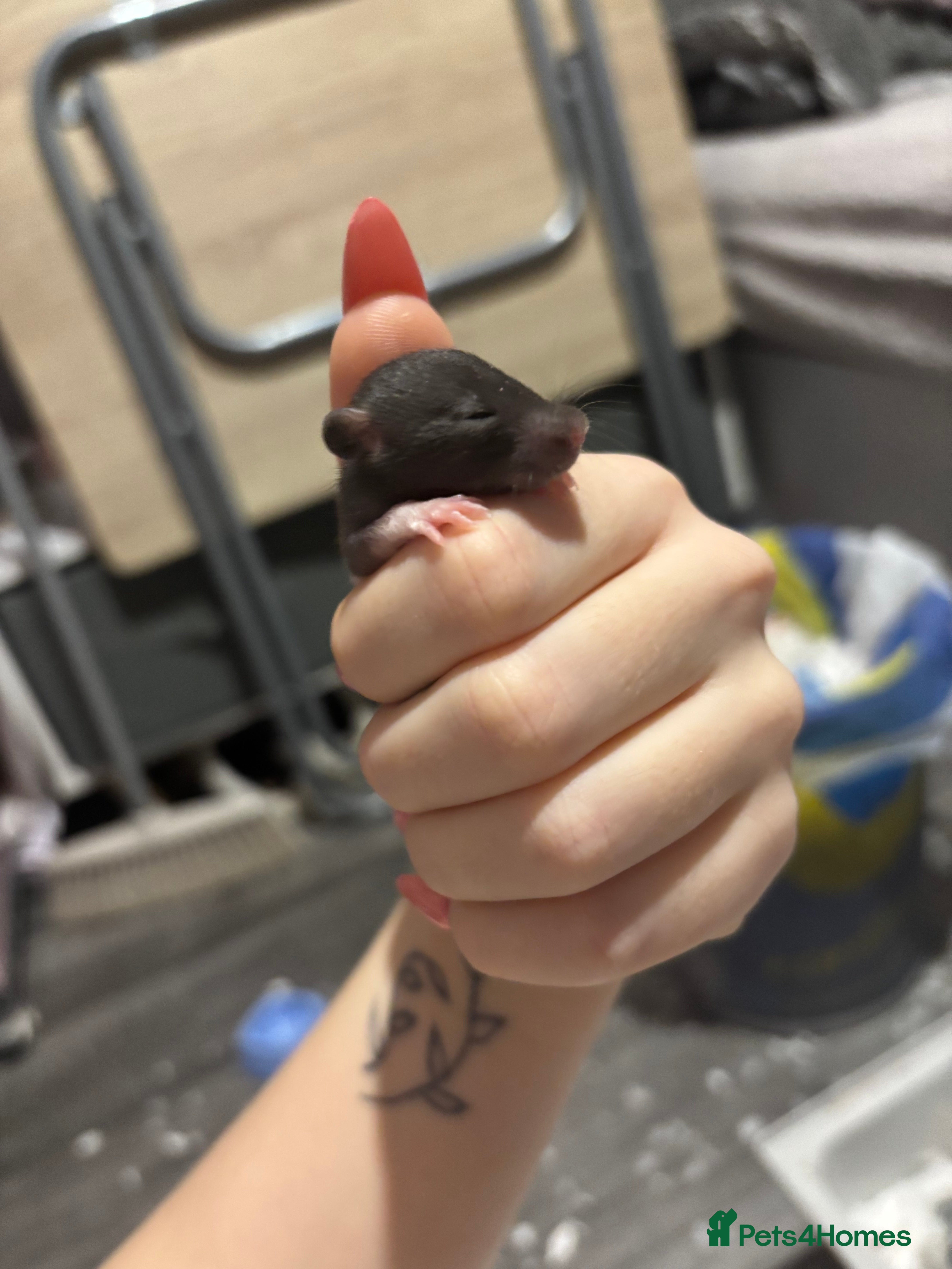 Rat rodents BABY RATS FOR SALE ( end of jan / start of feb) - Advert 3