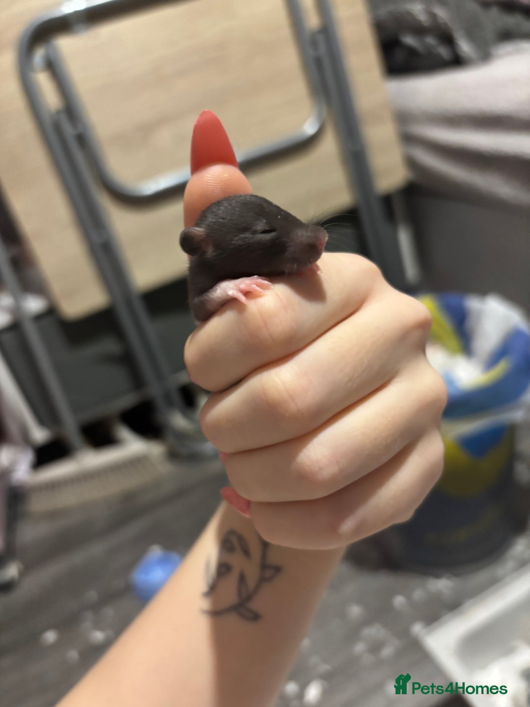 Rat rodents for sale: BABY RATS FOR SALE ( end of jan / start of feb) - Advert 1