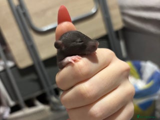 Rat rodents BABY RATS FOR SALE ( end of jan / start of feb) - Advert 3