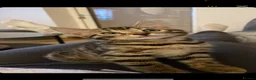 Bengal cats for sale: Bengal x kittens available  - Advert 8