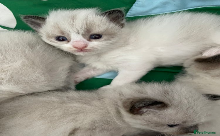 Ragdoll cats - Advert 1