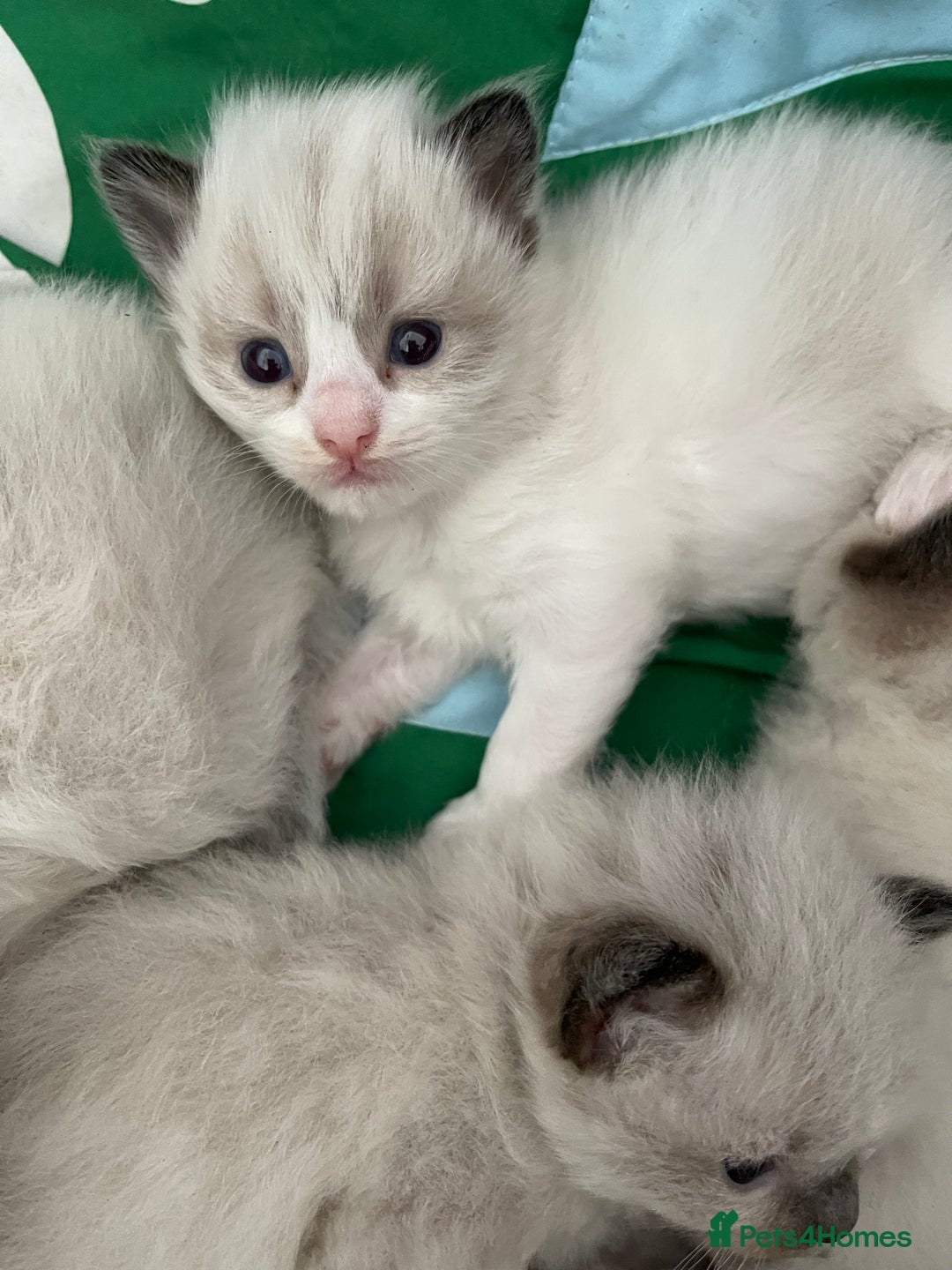 Ragdoll cats for sale: Gorgeous Ragdoll Kittens - Image 1