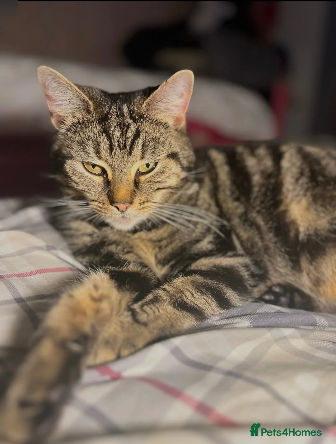 Mixed Breed cats for sale: Grey tabby girl  - Advert 1