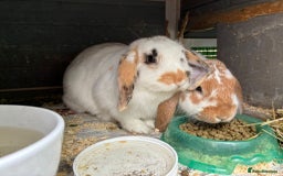 Mini Lop rabbits for sale: Two five month old mini lops  - Image 2
