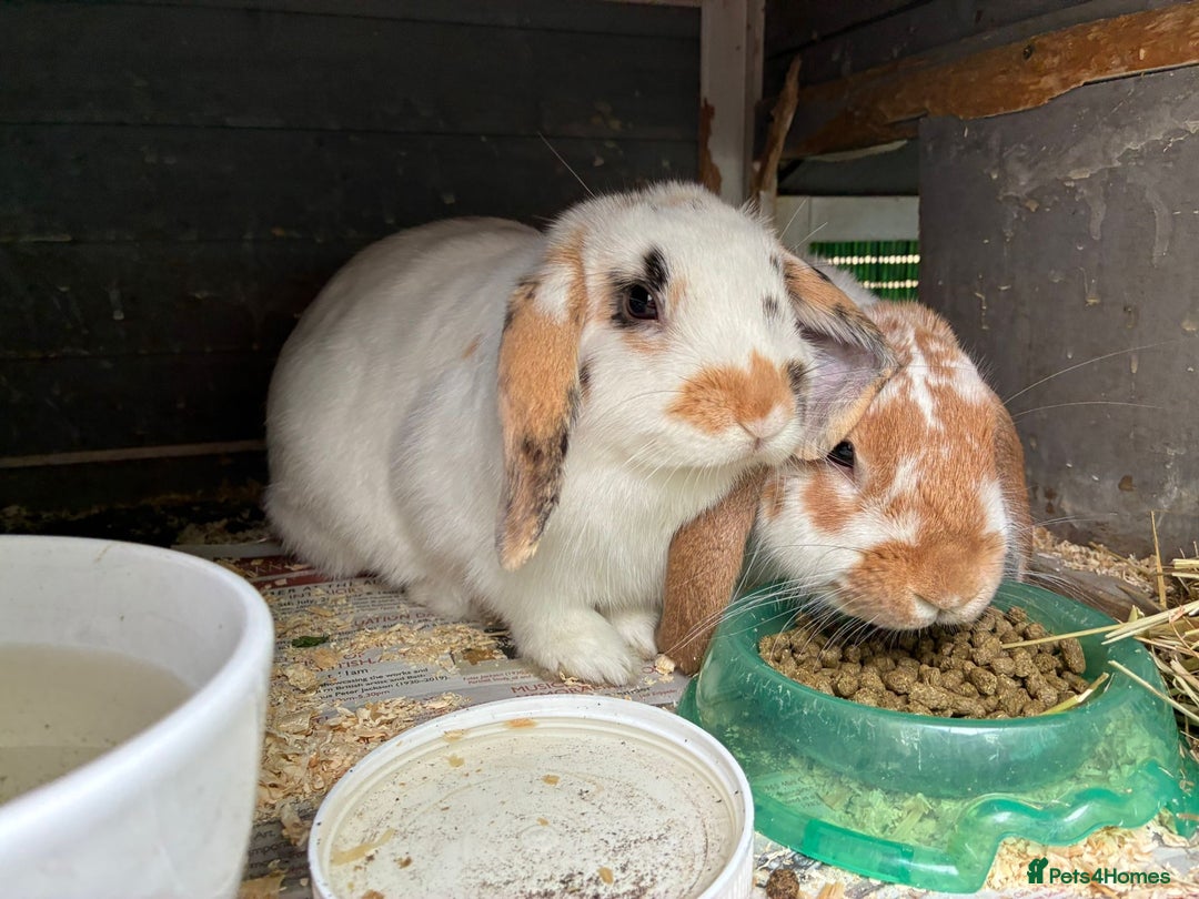 Mini Lop rabbits for sale: Two five month old mini lops  - Image 2