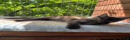 Maine Coon cats for sale: ⭐️Beautiful Maine Coon Kittens⭐️ - Advert 24