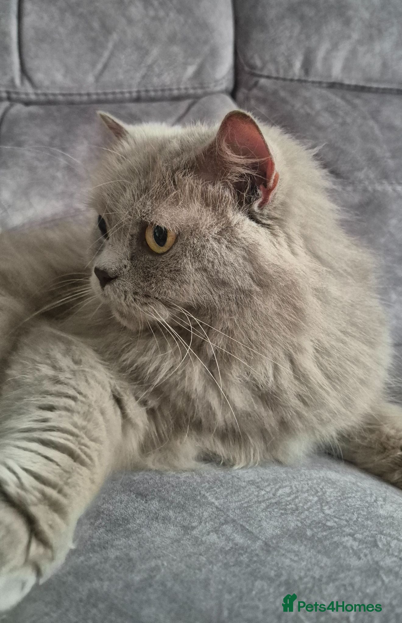 British Longhair cats RESERVED **Beautifiul Retired Lilac 'Queenie' - Advert 12