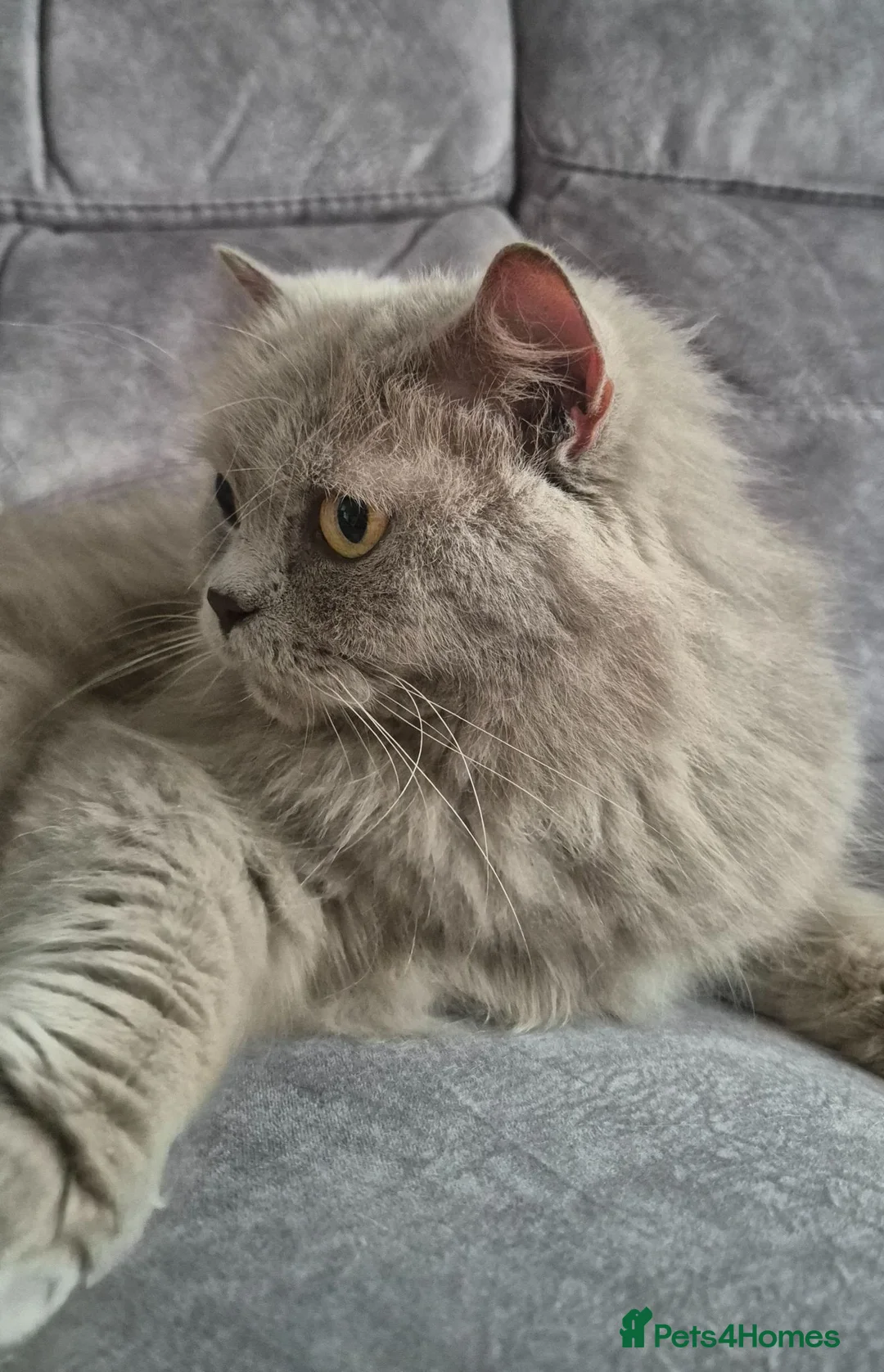 British Longhair cats for sale: Beautifiul Retired Lilac 'Queenie' - Advert 2