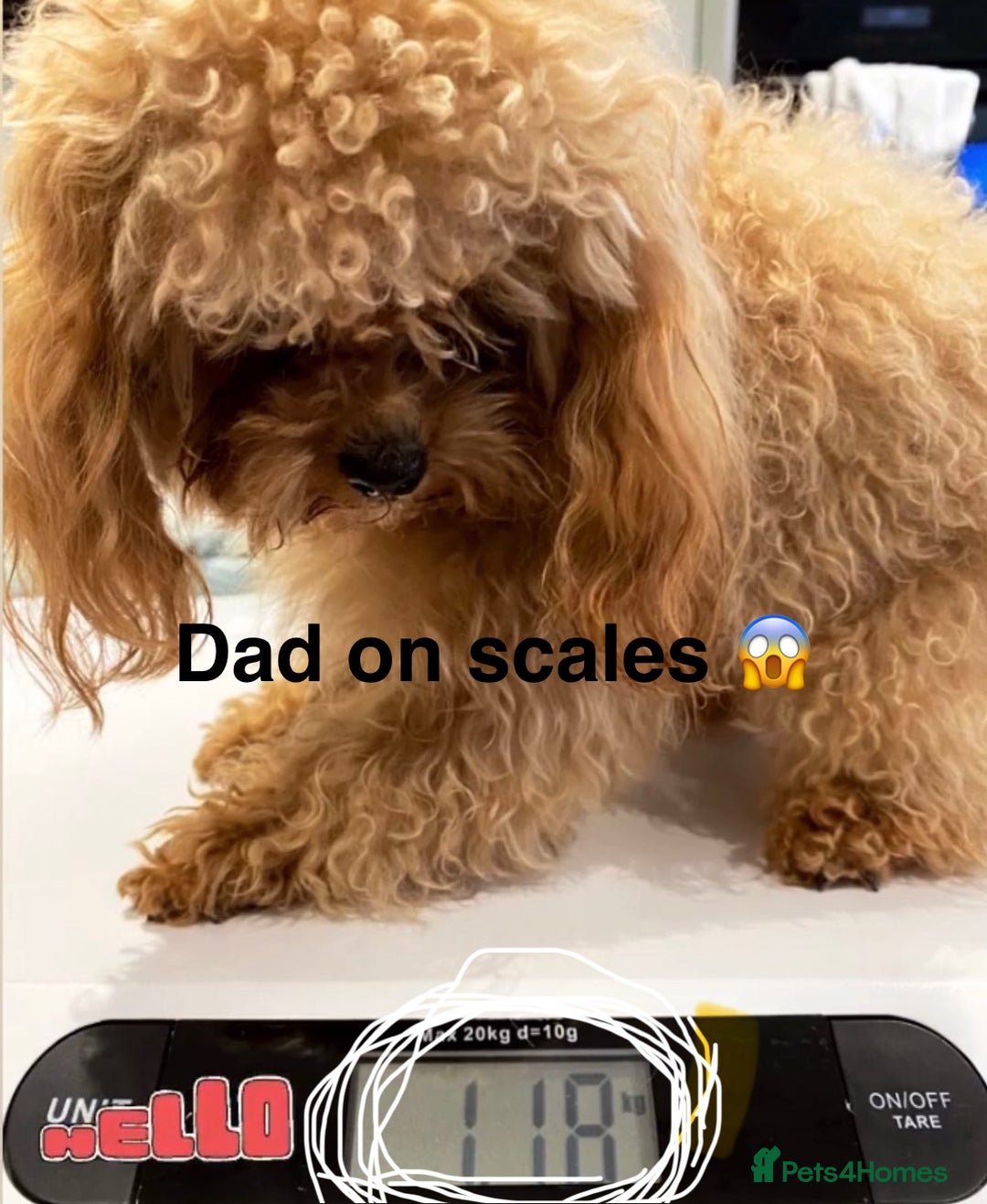 Maltipoo dogs for sale: Rare maltipoo puppies please read description  - Advert 20