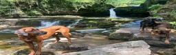Rhodesian Ridgeback dogs for stud: Athletic RR for stud  - Advert 4