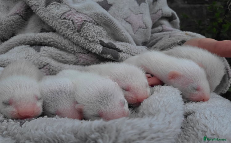 Ferret rodents - Advert 1