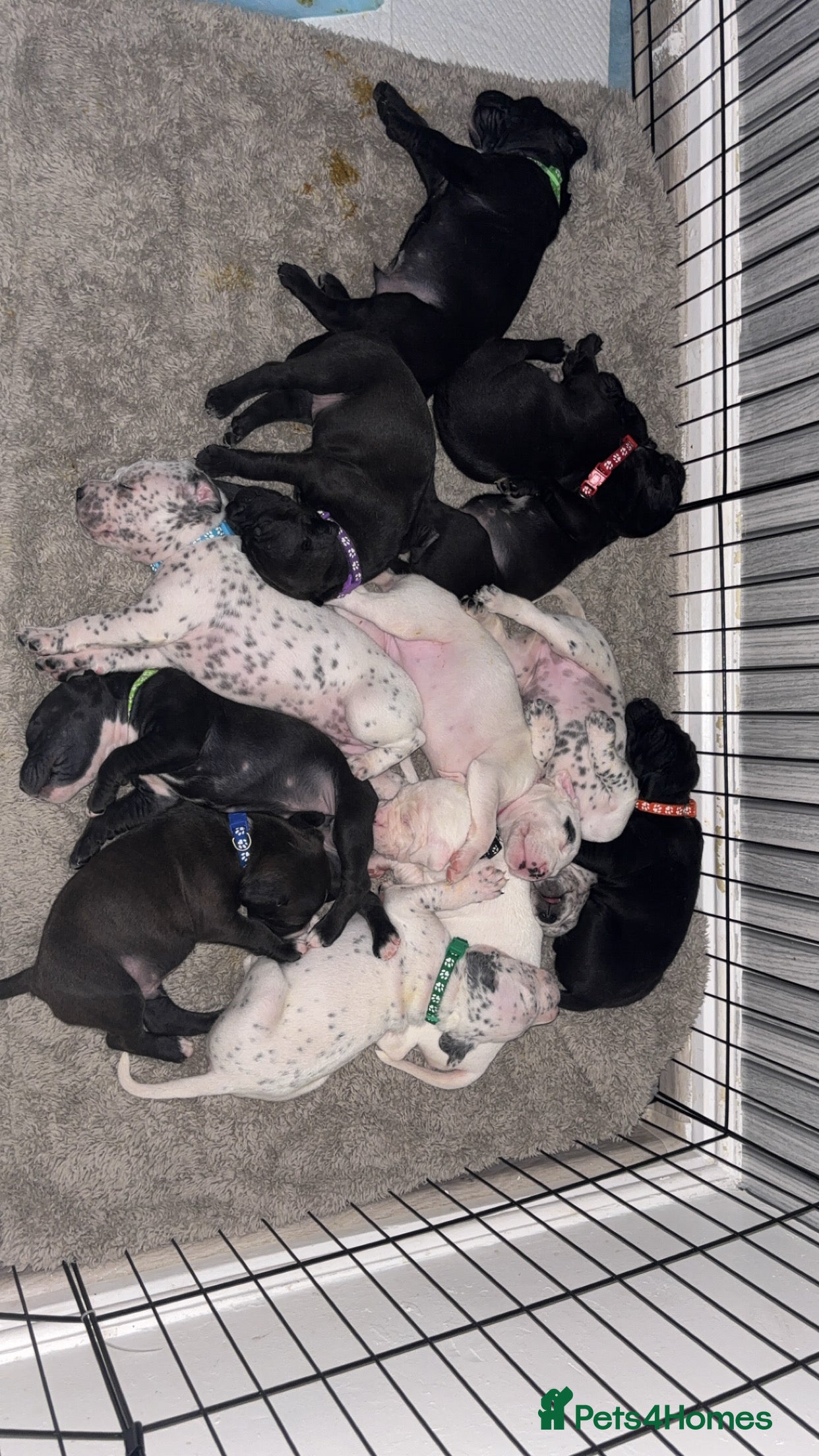 Mixed Breed dogs Dalmatian/Labrador cross staffy  - Advert 16