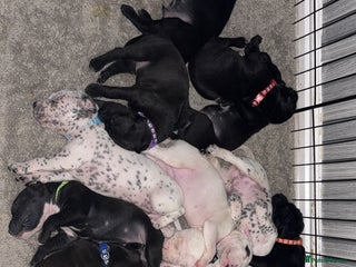 Mixed Breed dogs Dalmatian/Labrador cross staffy - Advert 2