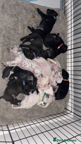 Mixed Breed dogs Dalmatian/Labrador cross staffy - Advert 4