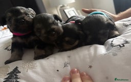 Miniature Schnauzer dogs for sale: Beautiful kc reg salt and pepper schnauzer - Advert 1